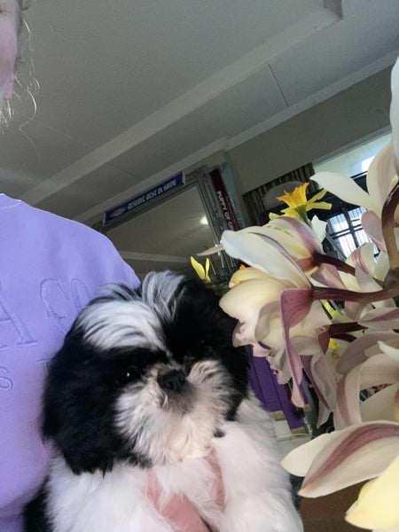 Gorgeous purebred Shih Tzu Puppies63677969887745113