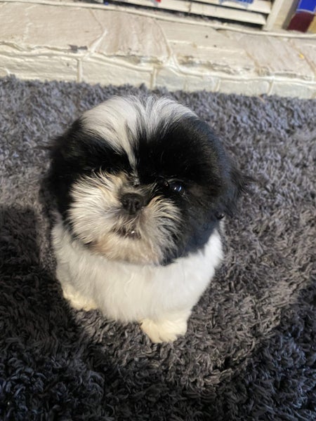 Gorgeous purebred Shih Tzu Puppies63677969887745114