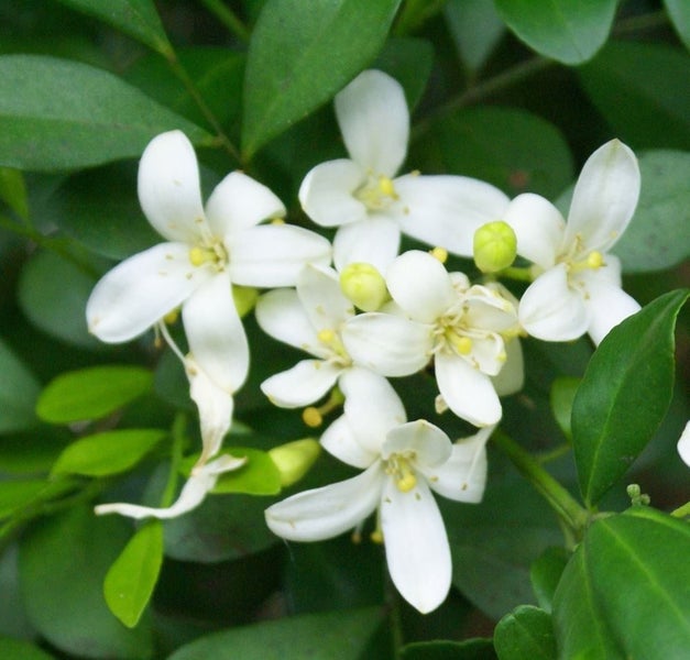 Murraya orange jessamine scented white flowering subtropical shrub Carousel 1