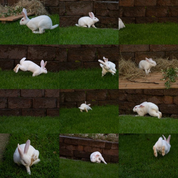 Purebred Standard Rex Rabbits Carousel 16