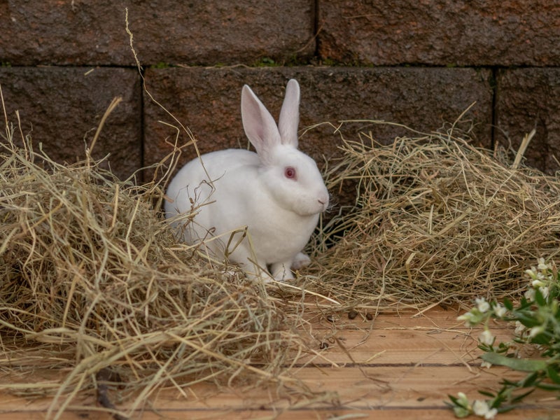 Purebred Standard Rex Rabbits Carousel 2