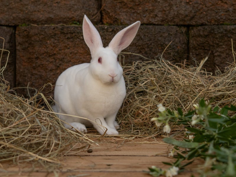 Purebred Standard Rex Rabbits Carousel 1