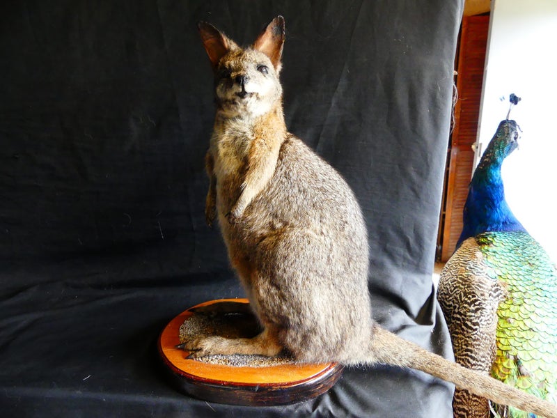 taxidermied wallaby Carousel 1
