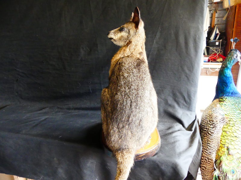 taxidermied wallaby Carousel 2