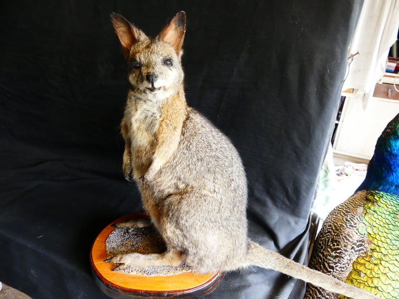 taxidermied wallaby Carousel 4