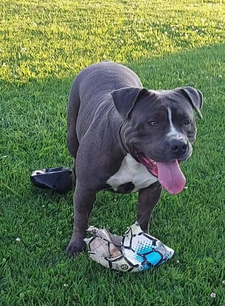 American Bully XL Puppies | ABKC Pedigree Registered Carousel 20