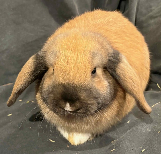 Minilop Rabbits Tauranga Carousel 1