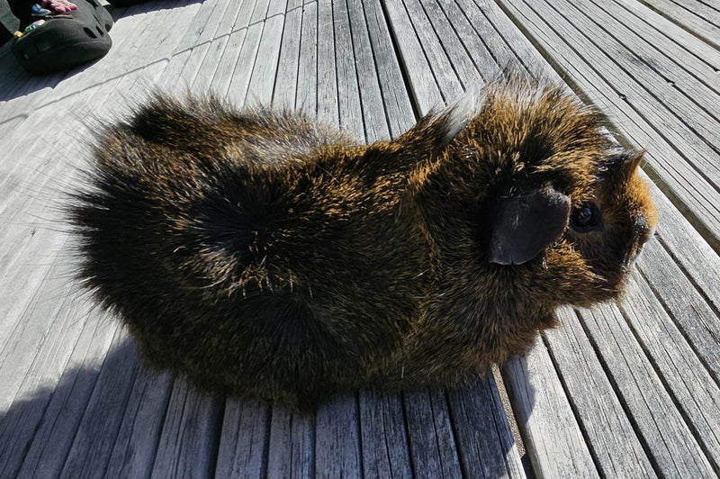 Guinea Pig - One Year Old Male Carousel 1