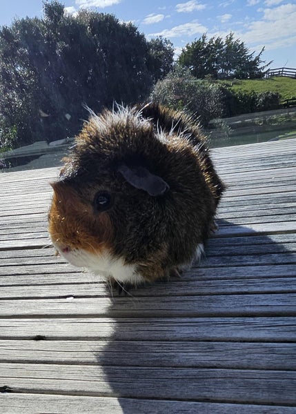 Guinea Pig - One Year Old Male Carousel 2