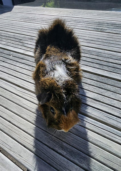 Guinea Pig - One Year Old Male Carousel 5