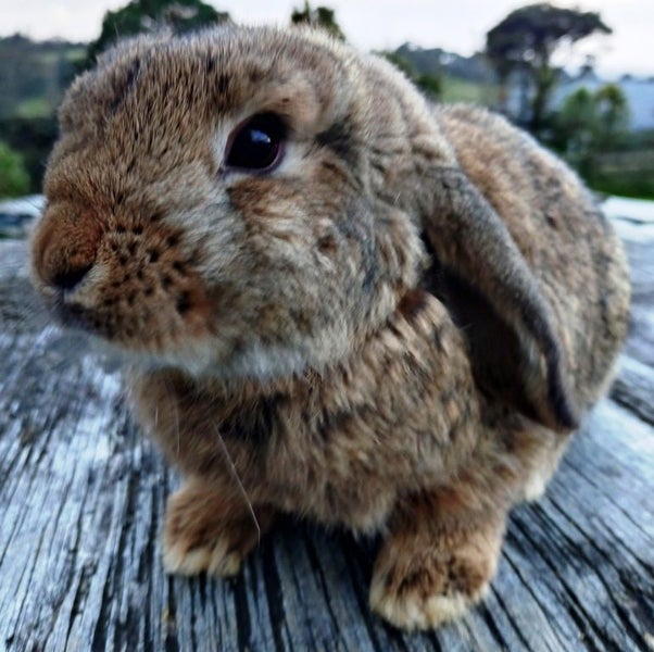 Rabbit - Attractive and Healthy Carousel 1