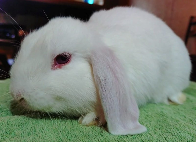 Rabbit - Attractive and Healthy Carousel 2