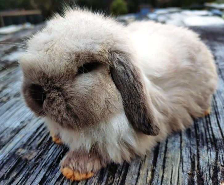 Baby Rabbits - Cute & Attractive Carousel 2