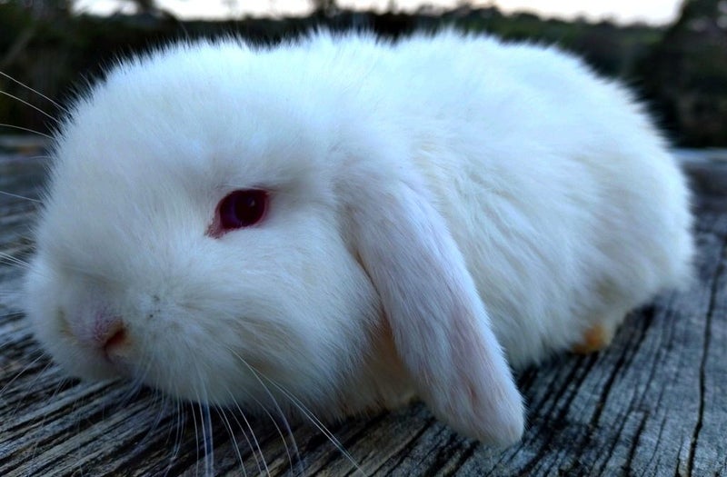 Baby Rabbits - Cute & Attractive Carousel 10