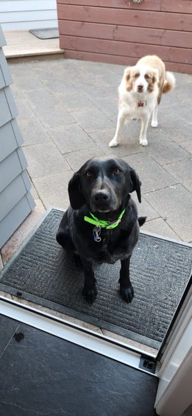 Female 6yr old GSH Pointer x Labrador Carousel 2