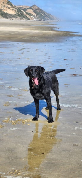 Female 6yr old GSH Pointer x Labrador Carousel 1