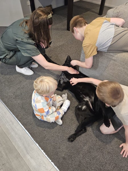 Female 6yr old GSH Pointer x Labrador Carousel 20