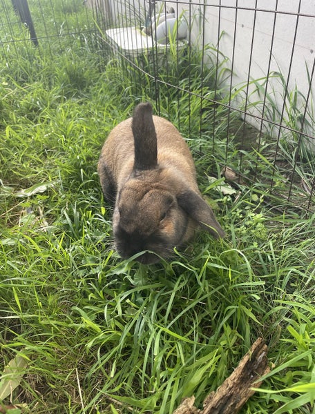 Mini Lop Bunny Carousel 1