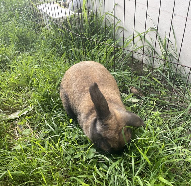 Mini Lop Bunny Carousel 2
