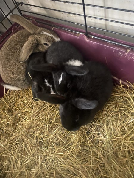 Purebred minilops 1 boy 1 girl Carousel 11