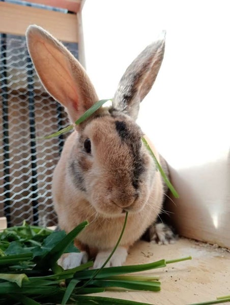 RABBITS Carousel 14