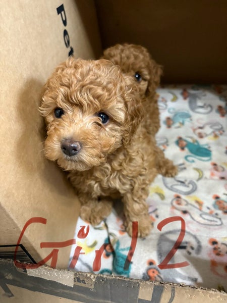 Special puppy Carousel 1