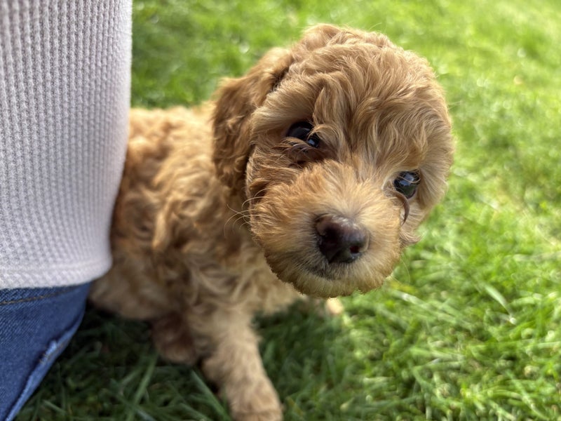 Special puppy Carousel 2