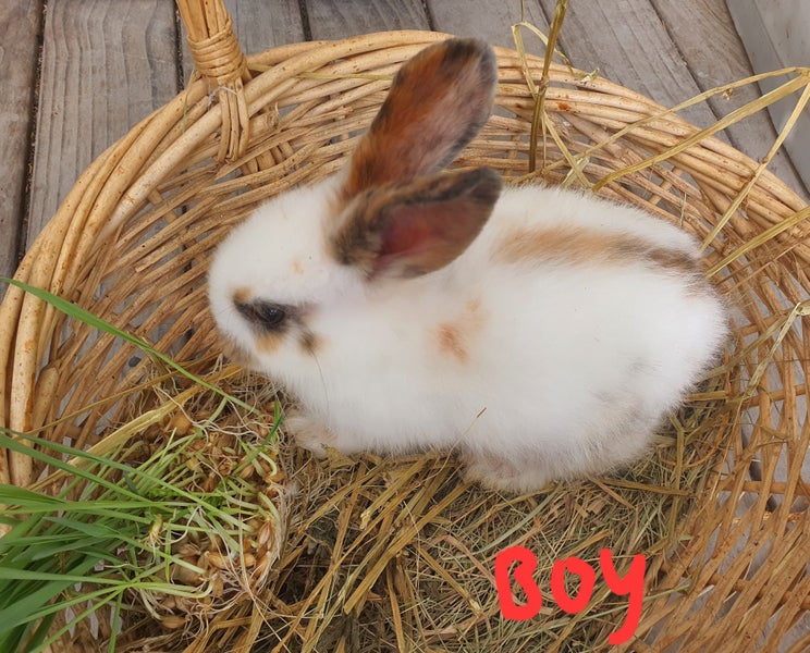 Flemish Giant x Standard Rex Baby Bunnies Carousel 2