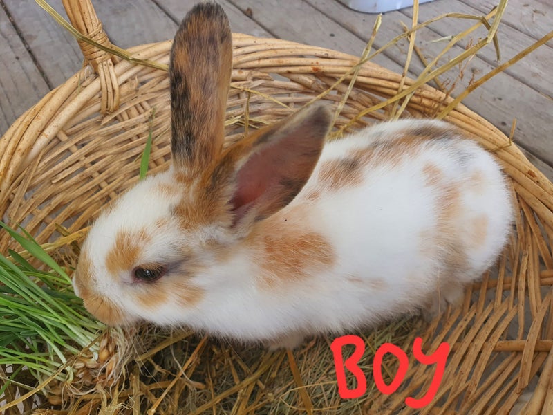 Flemish Giant x Standard Rex Baby Bunnies Carousel 8