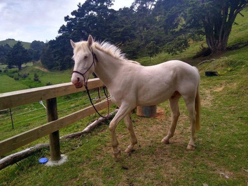 Perlino Stallion Stationbred Horse Carousel 9