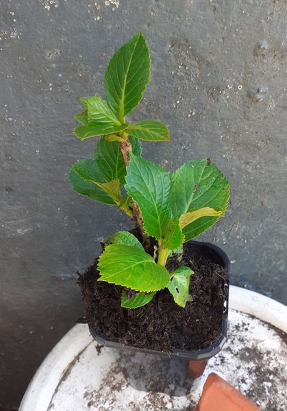 Hydrangea Merveille Sanguine aka Bloody Marvellous or Raspberry Crush Carousel 2