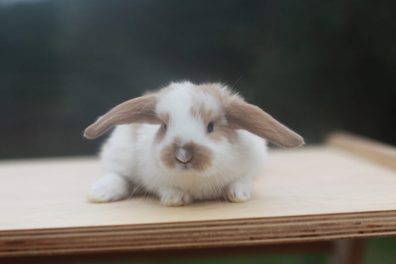 very cute Pure Bred mini Lops Carousel 2