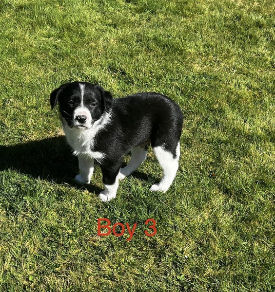 Border collie puppies63854425512705111