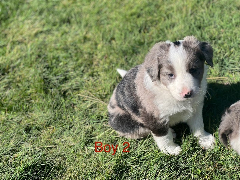 Border collie puppies63854425512705112