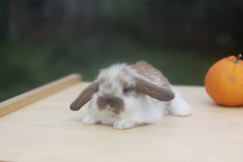 very cute Pure Bred mini Lops Carousel 15