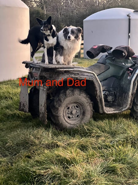 Border collie puppies63854425512705113