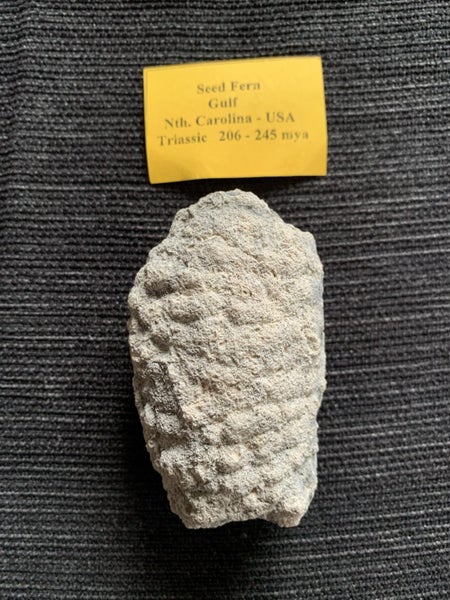 Beautiful Fern Tree Seed Fossil Carousel 1