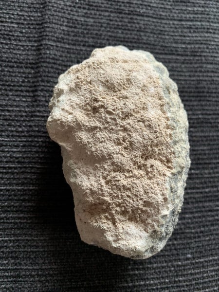 Beautiful Fern Tree Seed Fossil Carousel 5