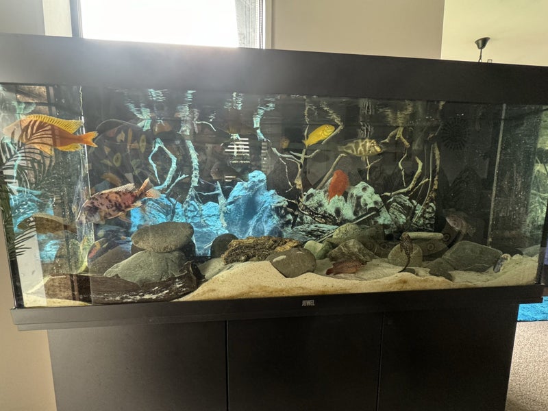 Juwel Rio 240 Fish Tank + Filter + Fish + Extras63845003430657112
