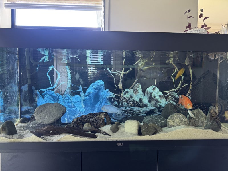 Juwel Rio 240 Fish Tank + Filter + Fish + Extras63845003430657111