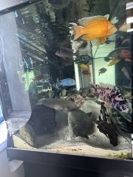 Juwel Rio 240 Fish Tank + Filter + Fish + Extras63845003430657113
