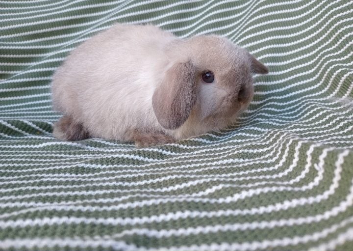 Cute purebred pedigree baby mini lop bunny rabbit Carousel 2