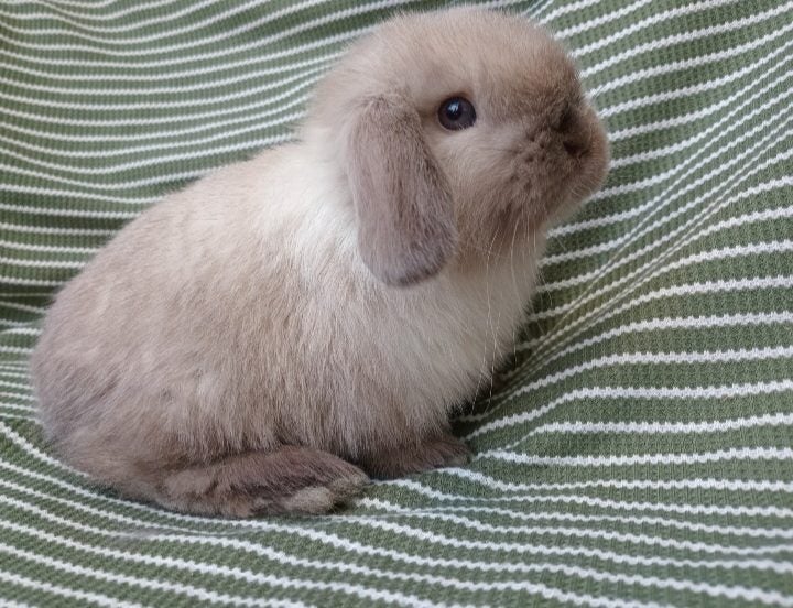 Cute purebred pedigree baby mini lop bunny rabbit Carousel 5