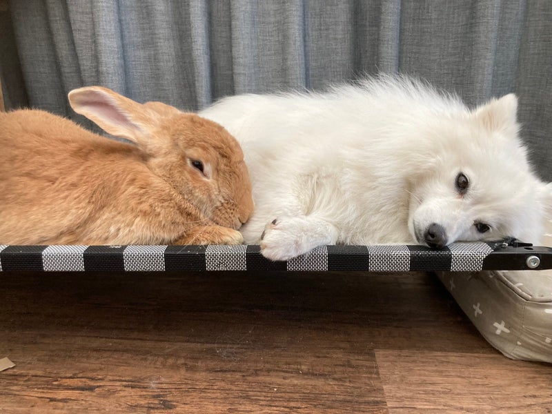 Pure Flemish Giant kits Carousel 10