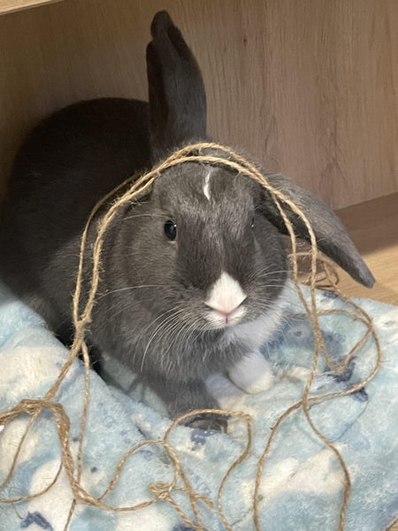 Bunny Rabbit - NEEDS REHOMING - 3 Years Old - Male Carousel 1