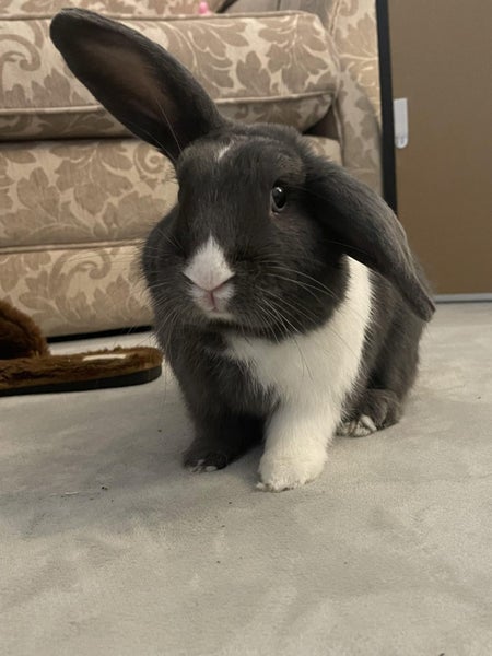 Bunny Rabbit - NEEDS REHOMING - 3 Years Old - Male Carousel 2