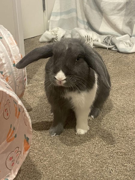 Bunny Rabbit - NEEDS REHOMING - 3 Years Old - Male Carousel 3