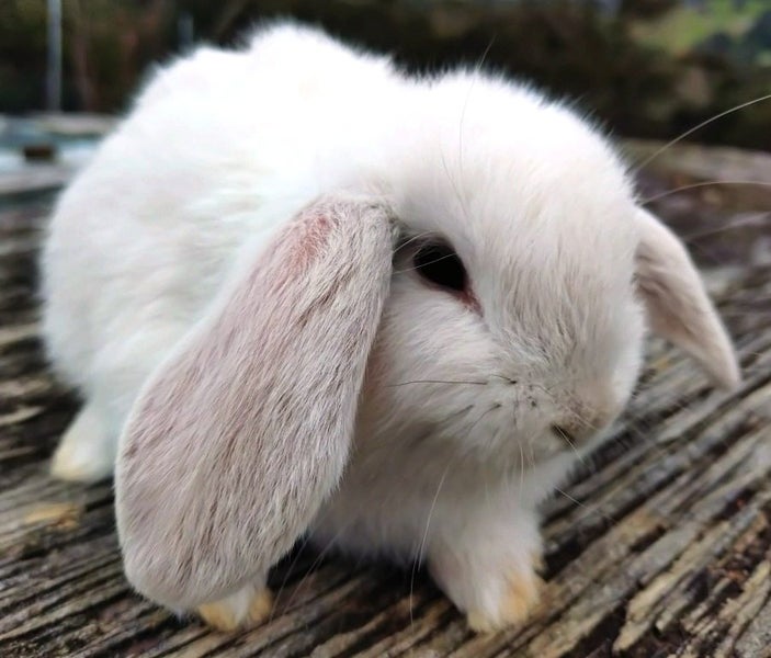 Baby Rabbits - Cute & Attractive Carousel 1