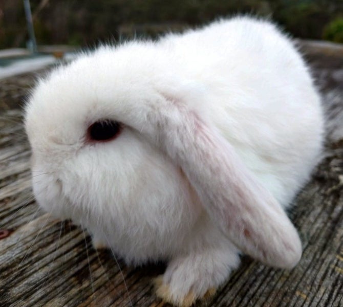 Baby Rabbits - Cute & Attractive Carousel 3