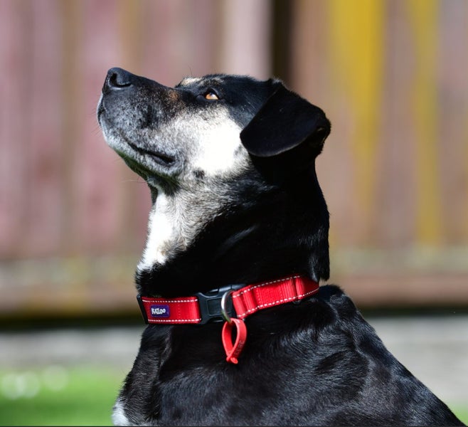Khan - Huntaway x, very loved medium size boy, perfect with children and dogs Carousel 2